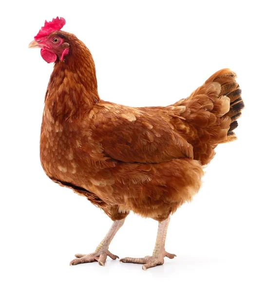 Gallina marrón aislada . — Foto de Stock