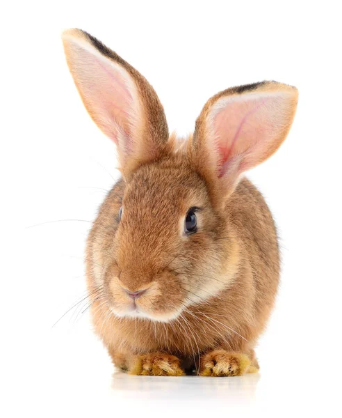 Brown rabbit on white. — Stock Photo, Image