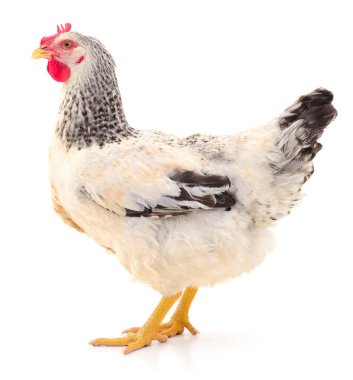 Beyaz tavuk izole.