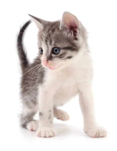 Kitten on white background. — Stock Photo, Image