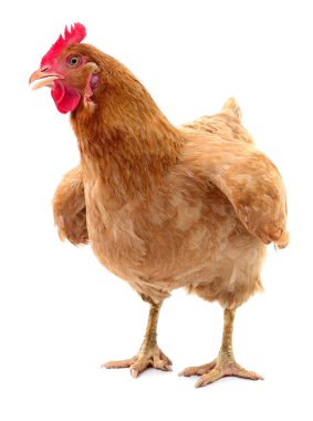 izole kahverengi tavuk.