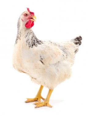 Beyaz tavuk izole.