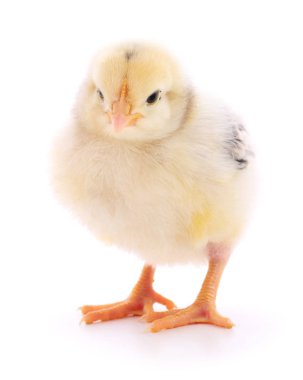 küçük sarı tavuk 