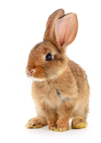 Braunes Kaninchen auf weiß. — Stockfoto