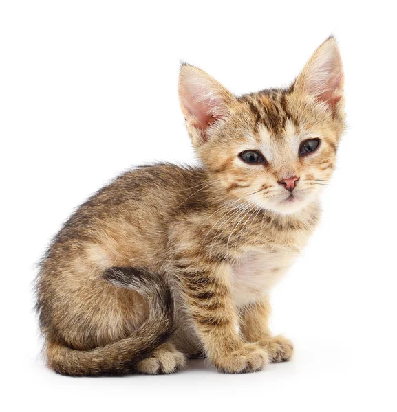 Küçük kahverengi yavru kedi.