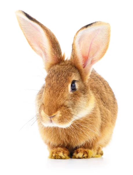 Brown rabbit on white. — Stock Photo, Image