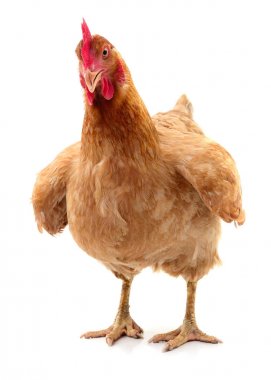 izole kahverengi tavuk.