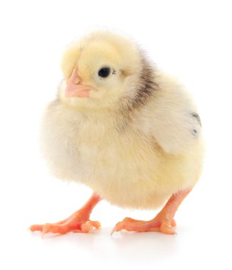 küçük sarı tavuk. 