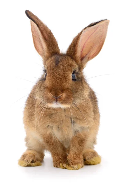 Conejo marrón sobre blanco . — Foto de Stock