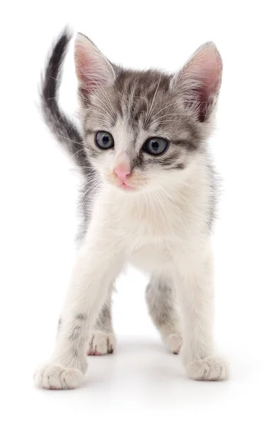 Small gray kitten. — Stock Photo, Image