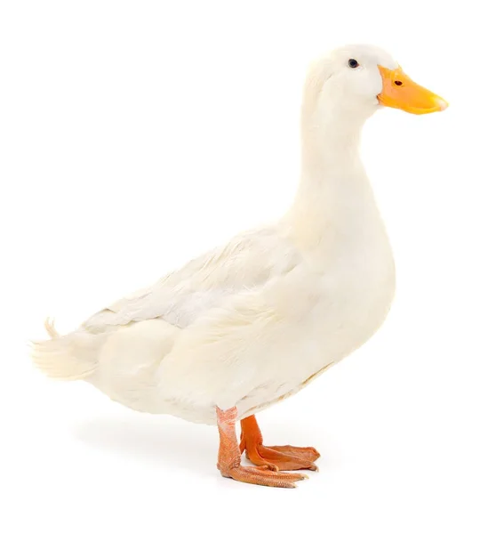 Duck on white. — Stok fotoğraf