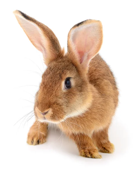 Braunes Kaninchen auf weiß. — Stockfoto