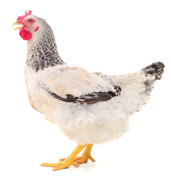 White hen isolated. — Stock Photo, Image