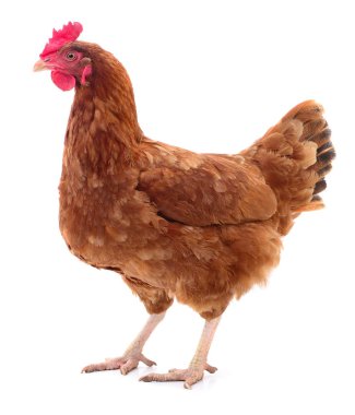 izole kahverengi tavuk.