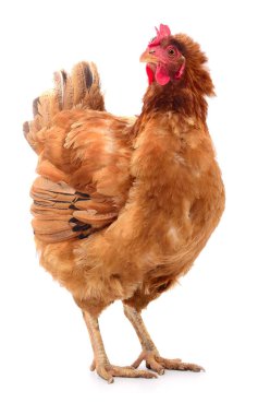 izole kahverengi tavuk.