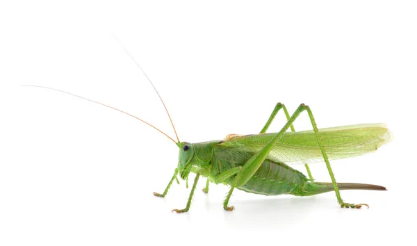 Groene sprinkhaan geïsoleerd — Stockfoto