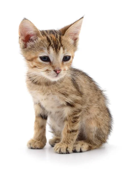 Küçük kahverengi yavru kedi.