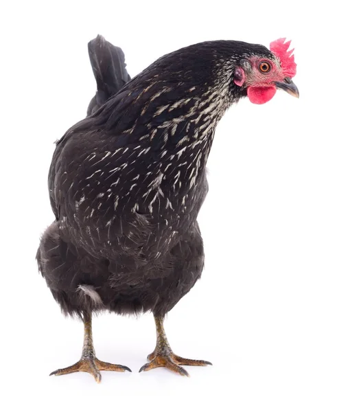 Чёрная курица . — стоковое фото
