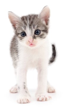 küçük gri kedicik.