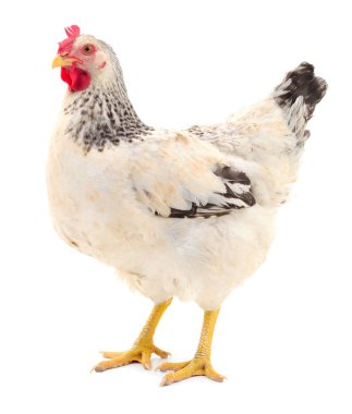 Beyaz tavuk izole.