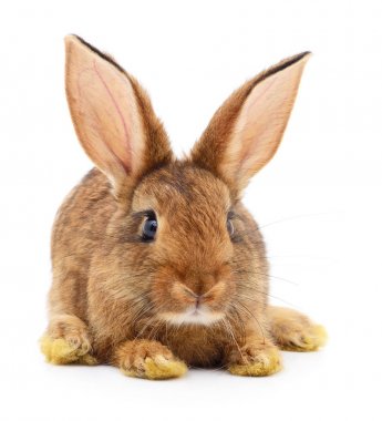 Kahverengi beyaz tavşan.