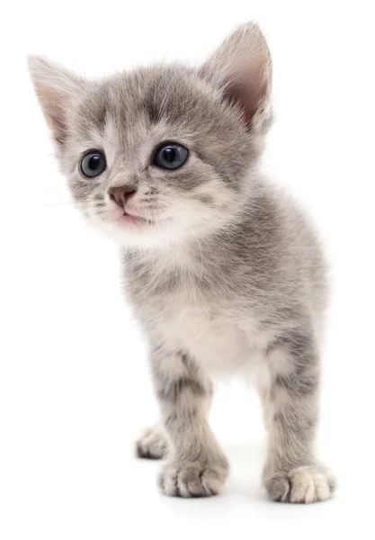 Серый котенок . — стоковое фото