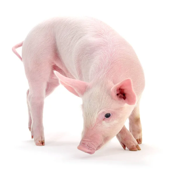 Cerdo sobre blanco . — Foto de Stock