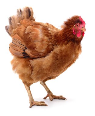 izole kahverengi tavuk.