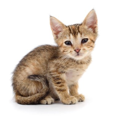 Küçük kahverengi yavru kedi.