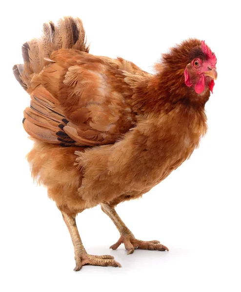 izole kahverengi tavuk.