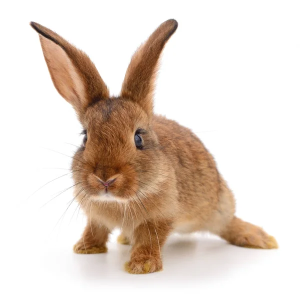 Braunes Kaninchen auf weiß. — Stockfoto