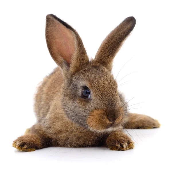 Braunes Kaninchen auf weiß. — Stockfoto