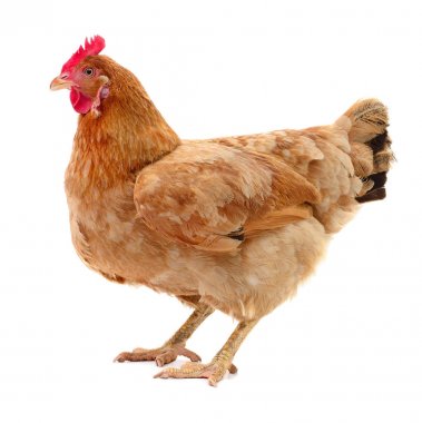 izole kahverengi tavuk.