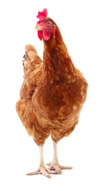 izole kahverengi tavuk.