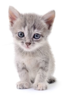 Küçük kahverengi yavru kedi.