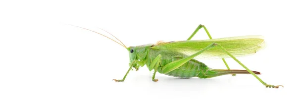Μια πράσινη ακρίδα — Φωτογραφία Αρχείου