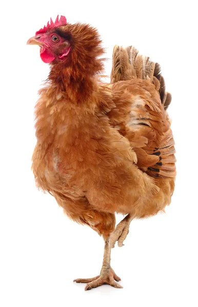 Brown hen isolated. — Stock Photo, Image