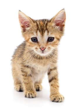 Küçük kahverengi yavru kedi.