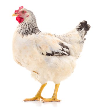 Beyaz tavuk izole.