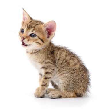 Küçük kahverengi yavru kedi.