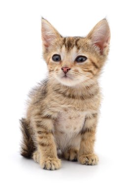 Küçük kahverengi yavru kedi.