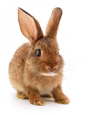 Kahverengi beyaz tavşan.