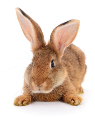 Kahverengi beyaz tavşan.