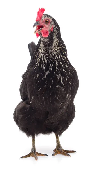 Gallina negra aislada . — Foto de Stock