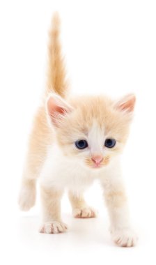 Küçük kahverengi yavru kedi.