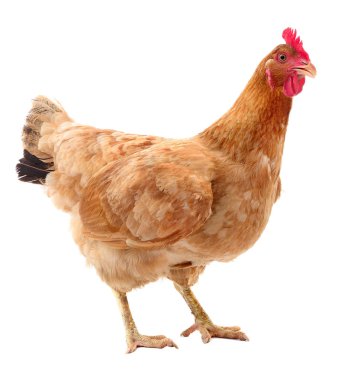 izole kahverengi tavuk.