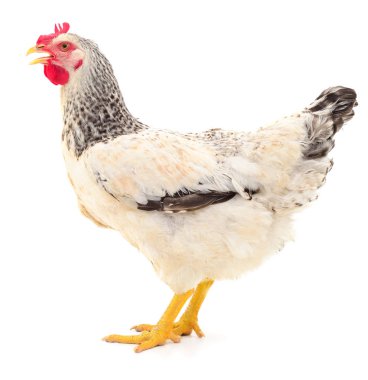 Beyaz tavuk izole.
