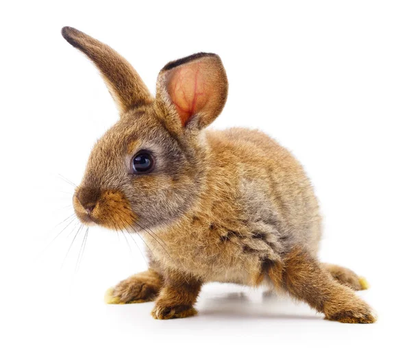 Braunes Kaninchen auf weiß. — Stockfoto