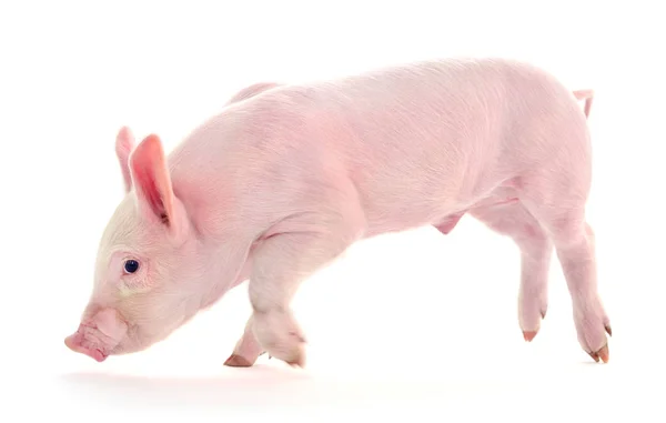 Pig on white. — Stock Photo, Image