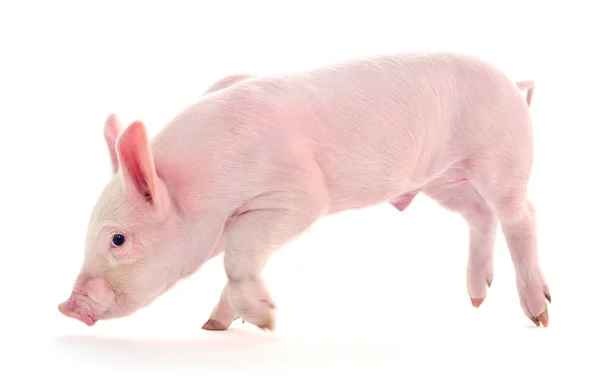 Cerdo sobre blanco . —  Fotos de Stock